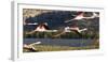 Greater flamingo (Phoenicopterus roseus), St. Augustine, southern area, Madagascar, Africa-Christian Kober-Framed Photographic Print