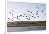 Greater flamingo (Phoenicopterus roseus), St. Augustine, southern area, Madagascar, Africa-Christian Kober-Framed Photographic Print