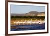 Greater flamingo (Phoenicopterus roseus), St. Augustine, southern area, Madagascar, Africa-Christian Kober-Framed Photographic Print