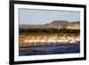 Greater flamingo (Phoenicopterus roseus), St. Augustine, southern area, Madagascar, Africa-Christian Kober-Framed Photographic Print