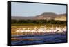 Greater flamingo (Phoenicopterus roseus), St. Augustine, southern area, Madagascar, Africa-Christian Kober-Framed Stretched Canvas