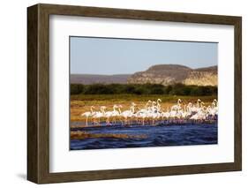 Greater flamingo (Phoenicopterus roseus), St. Augustine, southern area, Madagascar, Africa-Christian Kober-Framed Photographic Print