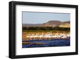 Greater flamingo (Phoenicopterus roseus), St. Augustine, southern area, Madagascar, Africa-Christian Kober-Framed Photographic Print