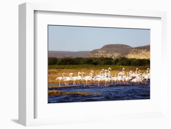 Greater flamingo (Phoenicopterus roseus), St. Augustine, southern area, Madagascar, Africa-Christian Kober-Framed Photographic Print