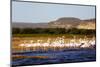 Greater flamingo (Phoenicopterus roseus), St. Augustine, southern area, Madagascar, Africa-Christian Kober-Mounted Photographic Print