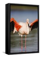 Greater Flamingo (Phoenicopterus Roseus) Stretching Wings in Lagoon, Pont Du Gau, Camargue, France-Allofs-Framed Stretched Canvas