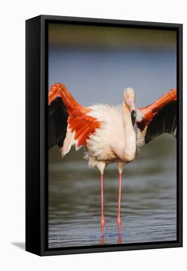 Greater Flamingo (Phoenicopterus Roseus) Stretching Wings in Lagoon, Pont Du Gau, Camargue, France-Allofs-Framed Stretched Canvas