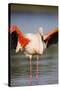 Greater Flamingo (Phoenicopterus Roseus) Stretching Wings in Lagoon, Pont Du Gau, Camargue, France-Allofs-Stretched Canvas