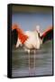 Greater Flamingo (Phoenicopterus Roseus) Stretching Wings in Lagoon, Pont Du Gau, Camargue, France-Allofs-Framed Stretched Canvas