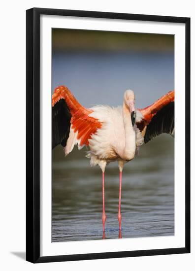 Greater Flamingo (Phoenicopterus Roseus) Stretching Wings in Lagoon, Pont Du Gau, Camargue, France-Allofs-Framed Premium Photographic Print