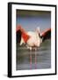 Greater Flamingo (Phoenicopterus Roseus) Stretching Wings in Lagoon, Pont Du Gau, Camargue, France-Allofs-Framed Premium Photographic Print