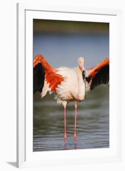 Greater Flamingo (Phoenicopterus Roseus) Stretching Wings in Lagoon, Pont Du Gau, Camargue, France-Allofs-Framed Photographic Print