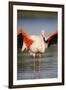 Greater Flamingo (Phoenicopterus Roseus) Stretching Wings in Lagoon, Pont Du Gau, Camargue, France-Allofs-Framed Photographic Print