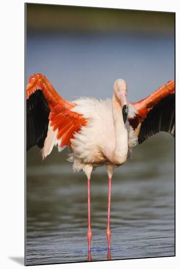 Greater Flamingo (Phoenicopterus Roseus) Stretching Wings in Lagoon, Pont Du Gau, Camargue, France-Allofs-Mounted Photographic Print