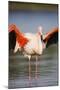 Greater Flamingo (Phoenicopterus Roseus) Stretching Wings in Lagoon, Pont Du Gau, Camargue, France-Allofs-Mounted Photographic Print
