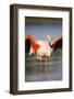 Greater Flamingo (Phoenicopterus Roseus) Stretching Wings in Lagoon, Pont Du Gau, Camargue, France-Allofs-Framed Photographic Print