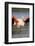 Greater Flamingo (Phoenicopterus Roseus) Stretching Wings in Lagoon, Pont Du Gau, Camargue, France-Allofs-Framed Photographic Print