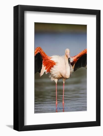 Greater Flamingo (Phoenicopterus Roseus) Stretching Wings in Lagoon, Pont Du Gau, Camargue, France-Allofs-Framed Photographic Print