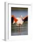 Greater Flamingo (Phoenicopterus Roseus) Stretching Wings in Lagoon, Pont Du Gau, Camargue, France-Allofs-Framed Photographic Print