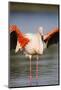 Greater Flamingo (Phoenicopterus Roseus) Stretching Wings in Lagoon, Pont Du Gau, Camargue, France-Allofs-Mounted Photographic Print