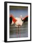 Greater Flamingo (Phoenicopterus Roseus) Stretching Wings in Lagoon, Pont Du Gau, Camargue, France-Allofs-Framed Photographic Print