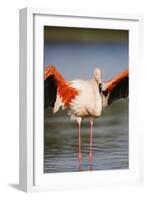 Greater Flamingo (Phoenicopterus Roseus) Stretching Wings in Lagoon, Pont Du Gau, Camargue, France-Allofs-Framed Photographic Print