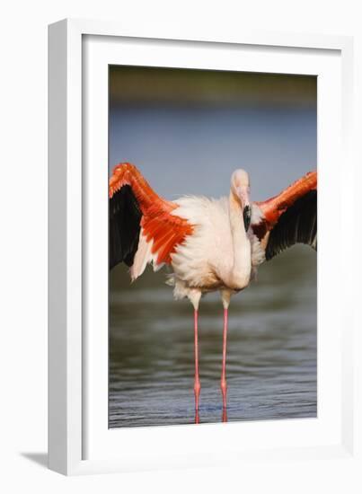 Greater Flamingo (Phoenicopterus Roseus) Stretching Wings in Lagoon, Pont Du Gau, Camargue, France-Allofs-Framed Photographic Print