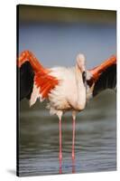 Greater Flamingo (Phoenicopterus Roseus) Stretching Wings in Lagoon, Pont Du Gau, Camargue, France-Allofs-Stretched Canvas