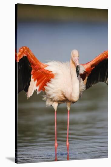 Greater Flamingo (Phoenicopterus Roseus) Stretching Wings in Lagoon, Pont Du Gau, Camargue, France-Allofs-Stretched Canvas