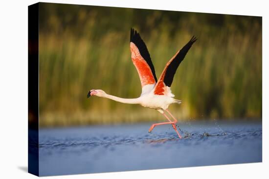 Greater Flamingo (Phoenicopterus Roseus) Taking Off from Lagoon, Camargue, France, May 2009-Allofs-Stretched Canvas