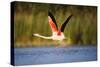 Greater Flamingo (Phoenicopterus Roseus) Taking Off from Lagoon, Camargue, France, May 2009-Allofs-Stretched Canvas