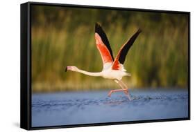 Greater Flamingo (Phoenicopterus Roseus) Taking Off from Lagoon, Camargue, France, May 2009-Allofs-Framed Stretched Canvas