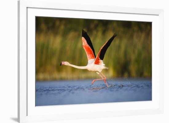 Greater Flamingo (Phoenicopterus Roseus) Taking Off from Lagoon, Camargue, France, May 2009-Allofs-Framed Photographic Print