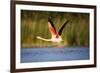 Greater Flamingo (Phoenicopterus Roseus) Taking Off from Lagoon, Camargue, France, May 2009-Allofs-Framed Photographic Print