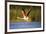 Greater Flamingo (Phoenicopterus Roseus) Taking Off from Lagoon, Camargue, France, May 2009-Allofs-Framed Photographic Print