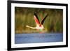 Greater Flamingo (Phoenicopterus Roseus) Taking Off from Lagoon, Camargue, France, May 2009-Allofs-Framed Photographic Print