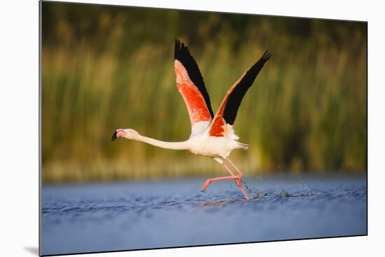 Greater Flamingo (Phoenicopterus Roseus) Taking Off from Lagoon, Camargue, France, May 2009-Allofs-Mounted Photographic Print