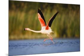 Greater Flamingo (Phoenicopterus Roseus) Taking Off from Lagoon, Camargue, France, May 2009-Allofs-Mounted Photographic Print