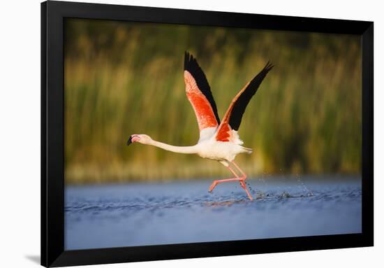 Greater Flamingo (Phoenicopterus Roseus) Taking Off from Lagoon, Camargue, France, May 2009-Allofs-Framed Photographic Print