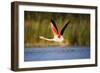 Greater Flamingo (Phoenicopterus Roseus) Taking Off from Lagoon, Camargue, France, May 2009-Allofs-Framed Photographic Print