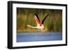 Greater Flamingo (Phoenicopterus Roseus) Taking Off from Lagoon, Camargue, France, May 2009-Allofs-Framed Photographic Print
