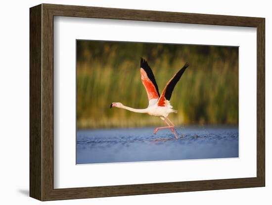 Greater Flamingo (Phoenicopterus Roseus) Taking Off from Lagoon, Camargue, France, May 2009-Allofs-Framed Photographic Print