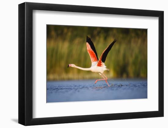 Greater Flamingo (Phoenicopterus Roseus) Taking Off from Lagoon, Camargue, France, May 2009-Allofs-Framed Photographic Print