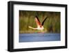 Greater Flamingo (Phoenicopterus Roseus) Taking Off from Lagoon, Camargue, France, May 2009-Allofs-Framed Photographic Print