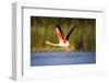 Greater Flamingo (Phoenicopterus Roseus) Taking Off from Lagoon, Camargue, France, May 2009-Allofs-Framed Photographic Print