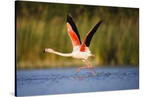 Greater Flamingo (Phoenicopterus Roseus) Taking Off from Lagoon, Camargue, France, May 2009-Allofs-Stretched Canvas