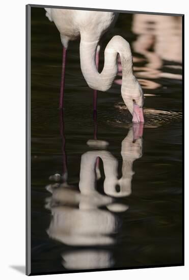 Greater Flamingo, Phoenicopterus Roseus-Andreas Keil-Mounted Photographic Print