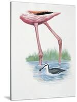 Greater Flamingo (Phoenicopterus Ruber) and a Red-Necked Phalarope (Phalaropus Lobatus) in a Pond-null-Stretched Canvas