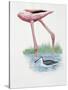 Greater Flamingo (Phoenicopterus Ruber) and a Red-Necked Phalarope (Phalaropus Lobatus) in a Pond-null-Stretched Canvas