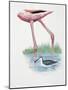 Greater Flamingo (Phoenicopterus Ruber) and a Red-Necked Phalarope (Phalaropus Lobatus) in a Pond-null-Mounted Giclee Print